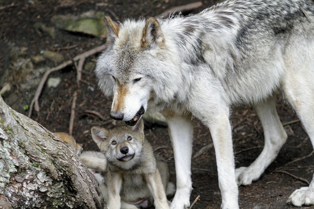 Wolves at Colorado Wolf and Wildlife Center